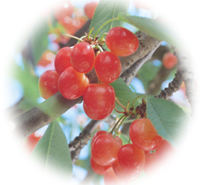 ‚³‚‚ç‚ñ‚Ú