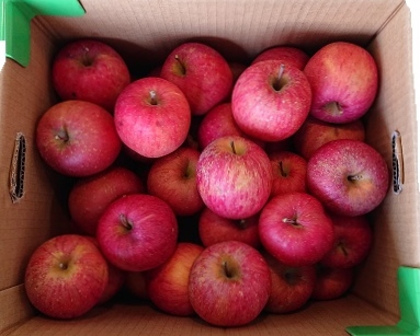 �󂠂�ӂ���񂲁@��10Kg�@��������